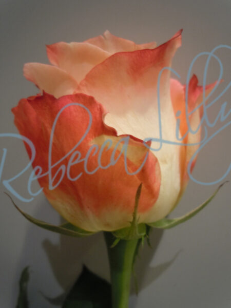Indoor Roses 186