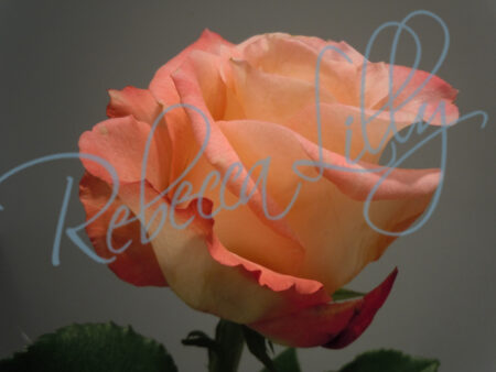 Indoor Roses 226