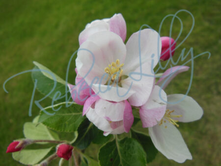 Spring Blossom I 229