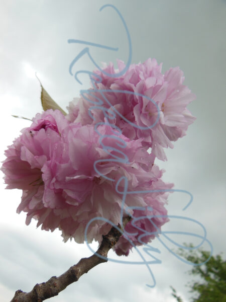 Spring Blossom I 346