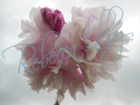Spring Blossom I 379