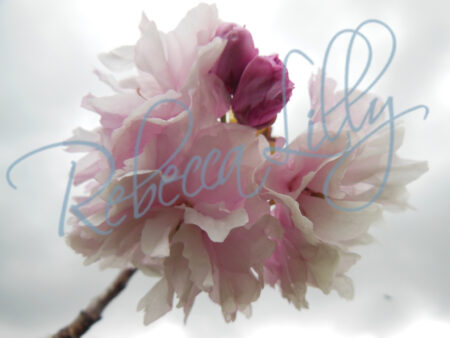 Spring Blossom I 381