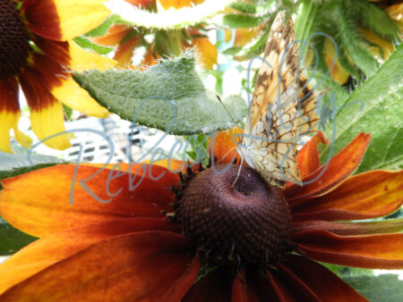 Spring Blossom 2 | Black Eye Susan with Butterfly 435