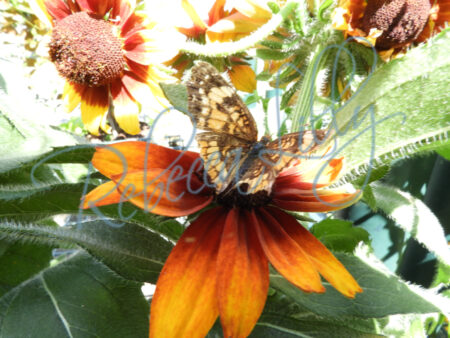 Spring Blossom 2 | Black Eye Susan with Butterfly 451