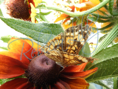 Spring Blossom 2 | Black Eye Susan with Butterfly 471