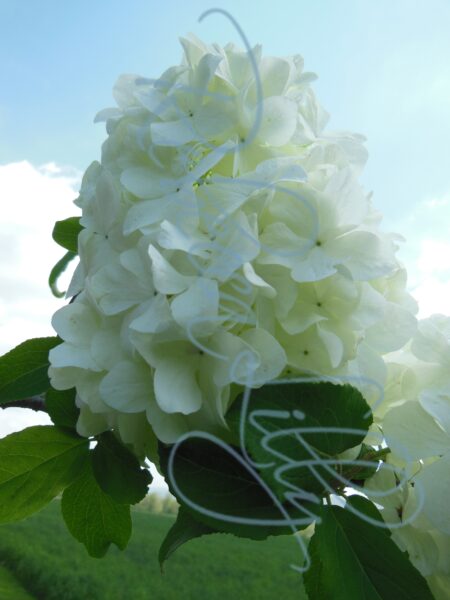 Spring Blossom I 692
