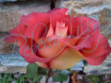 Outdoor Roses 766