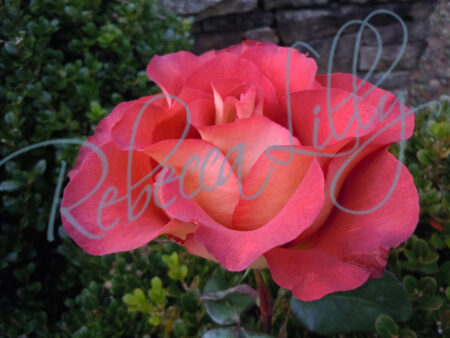 Outdoor Roses 821