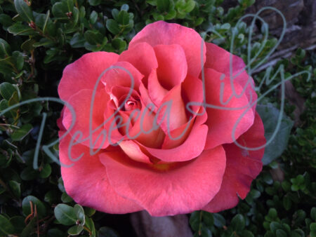 Outdoor Roses 826