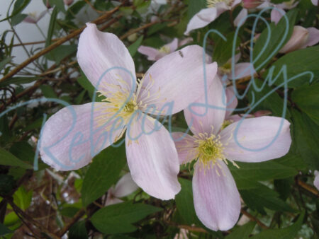 Spring Blossom 1 1454
