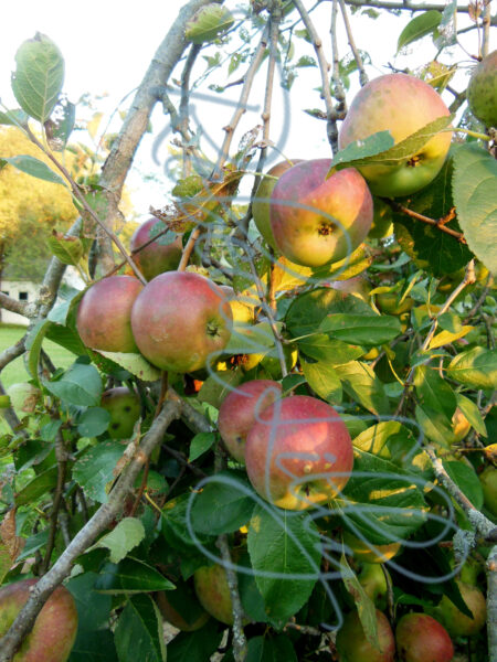 Apples 2472