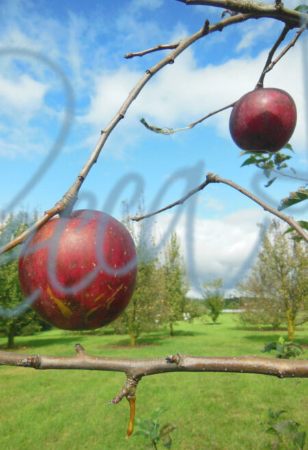 Apples 2900