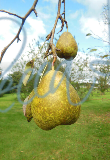 Pears 2936