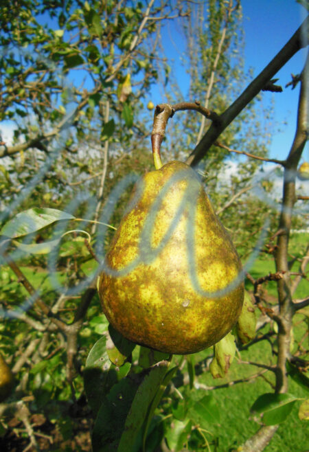 Pears 3255