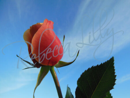 Outdoor Roses 4306
