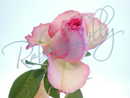 Indoor Roses 4610