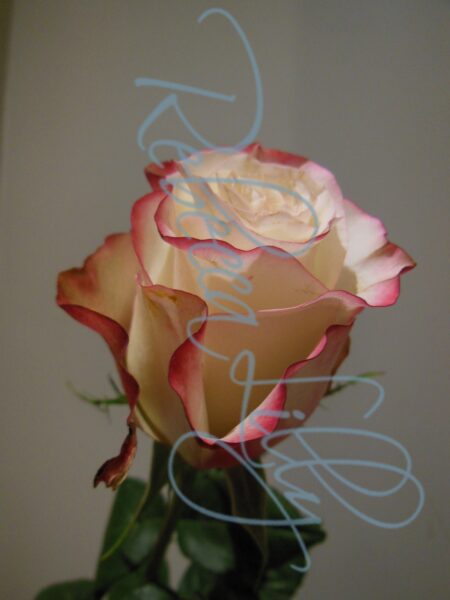 Indoor Roses 4781