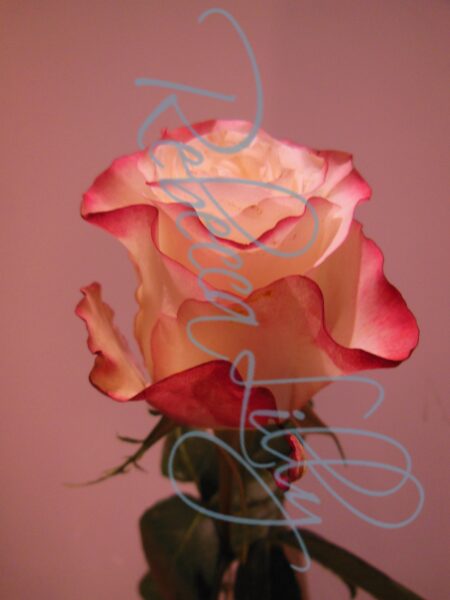 Indoor Roses 4782