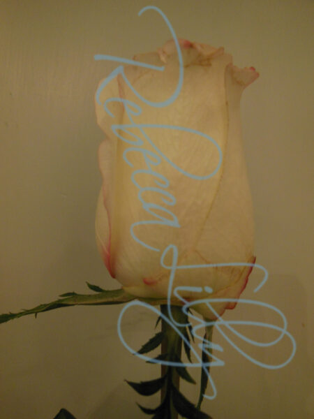 Indoor Roses 4793