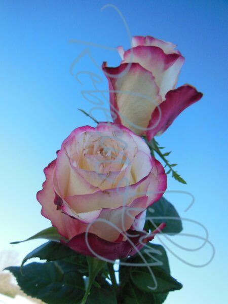 Outdoor Roses 4820