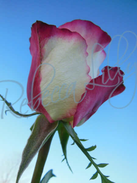 Outdoor Roses 4821