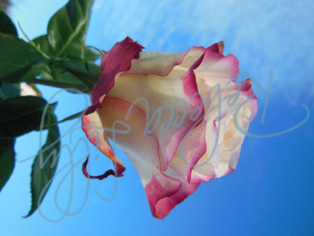 Outdoor Roses 4852