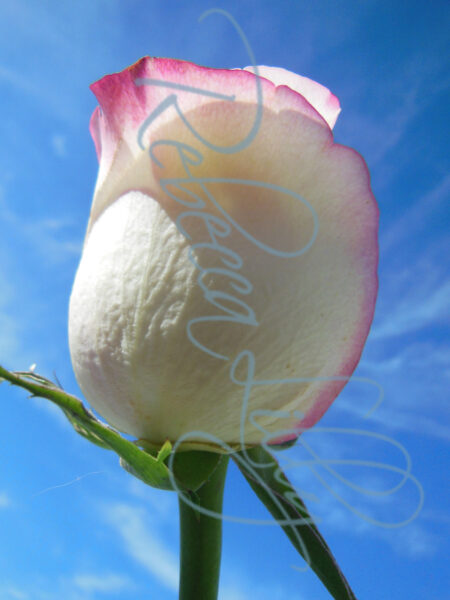 Outdoor Roses 4854