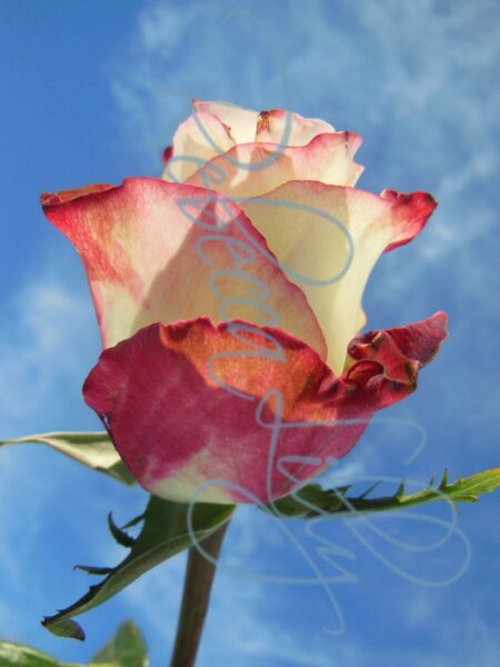 Outdoor Roses 4862