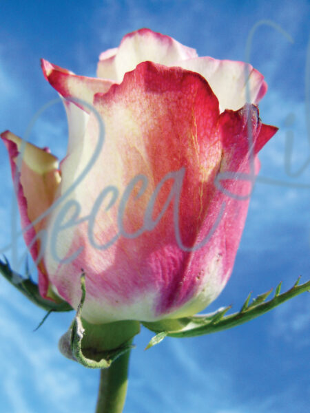 Outdoor Roses 4867