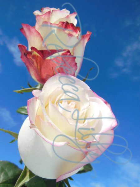 Outdoor Roses 4885