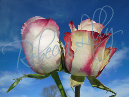 Outdoor Roses 4957