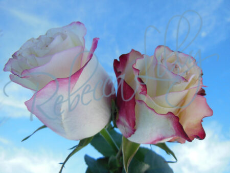 Outdoor Roses 4961