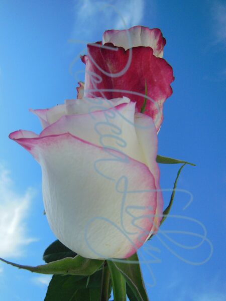Outdoor Roses 5018