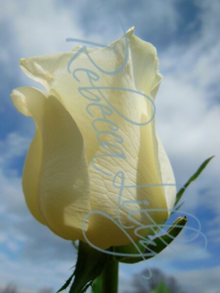 Outdoor Roses 5261