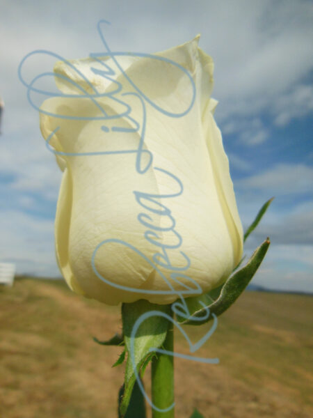 Outdoor Roses 5282