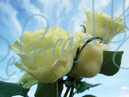 Outdoor Roses 5321
