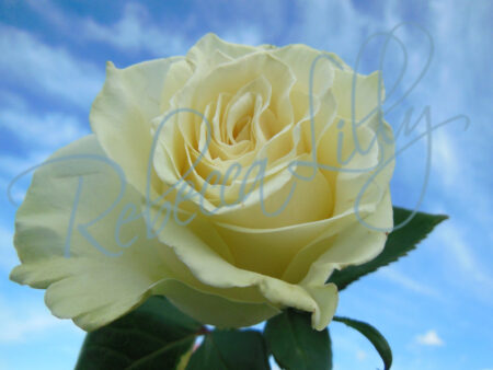 Outdoor Roses 5329