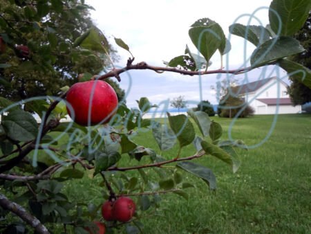 Apple & Pears 5971