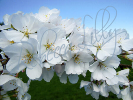 Spring Blossom I 6413