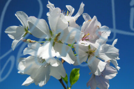 Spring Blossom 1 6750