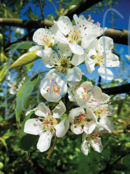 Spring Blossom I 6857