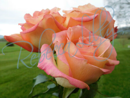 Outdoor Roses 8171