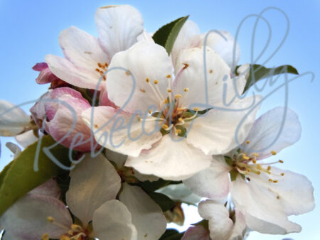 Spring Blossom I 8243