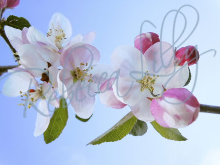 Spring Blossom I 8352