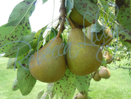 Pears 8877