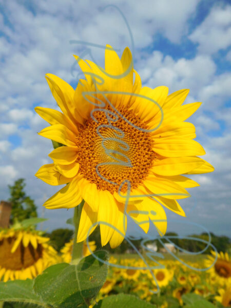 Sunflower 9363