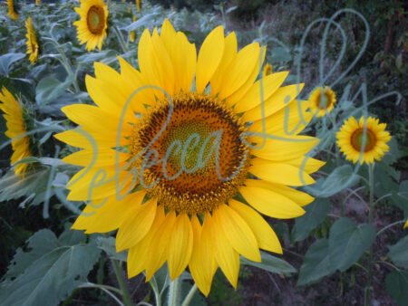 Sunflower 9444