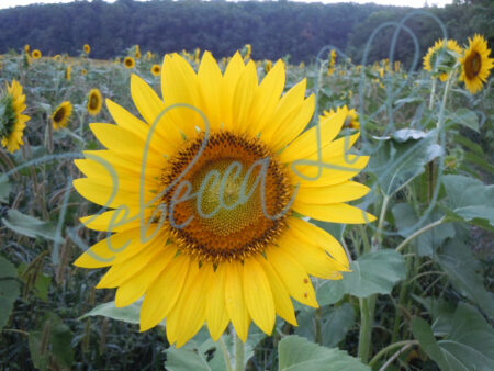 Sunflower 9453