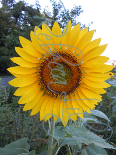 Sunflower 9461