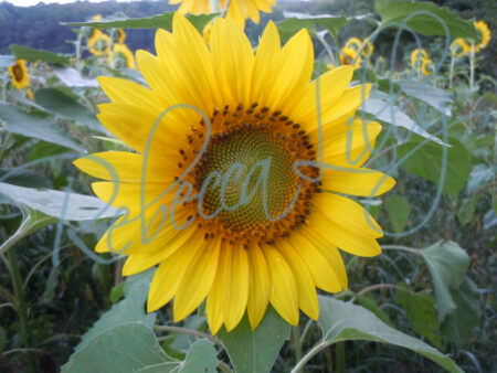 Sunflower 9469